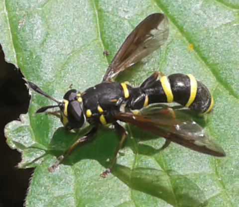 Syrphidae : maschio di Sphiximorpha subsessilis ?  S